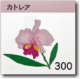 カトレア300号室